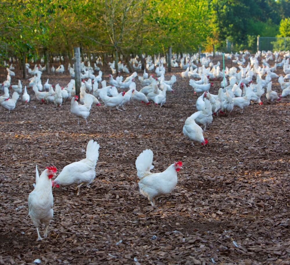Production Specialist Organic Eggs