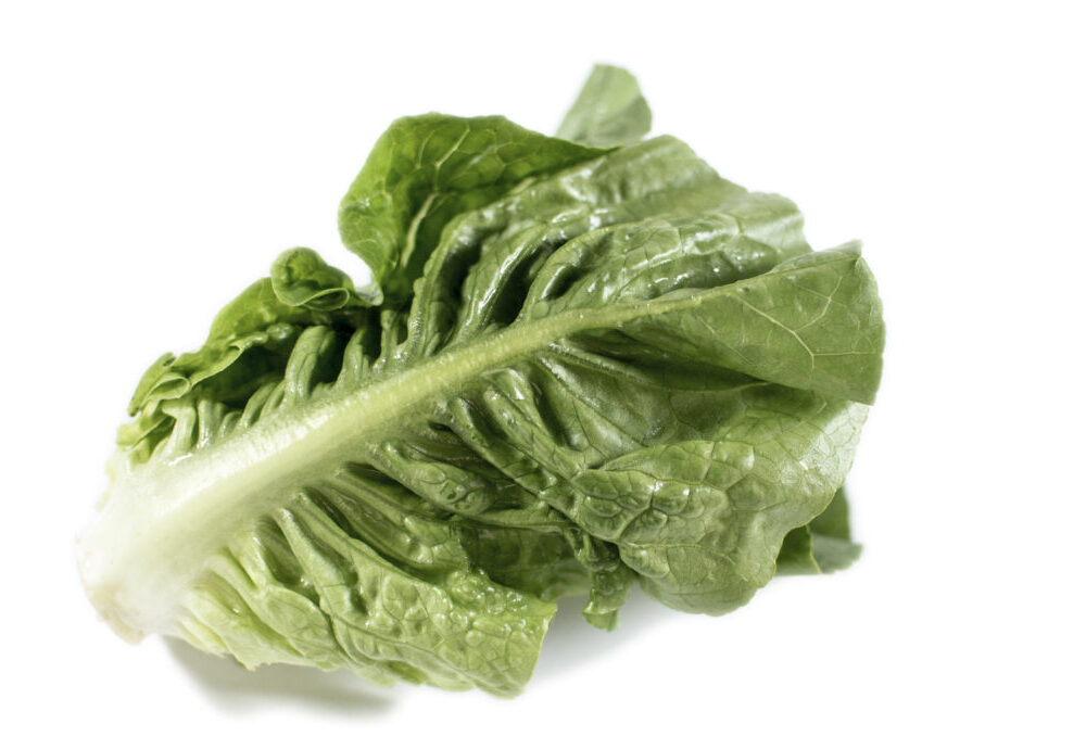 Romaine lettuce