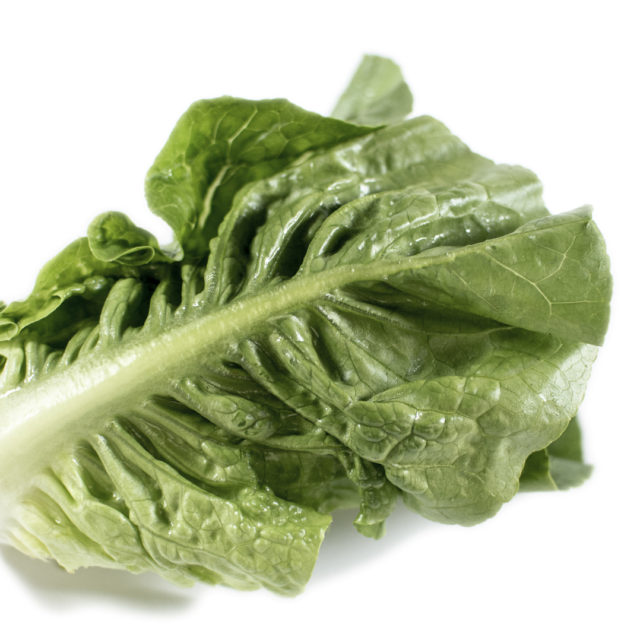 Økologisk hjertesalat