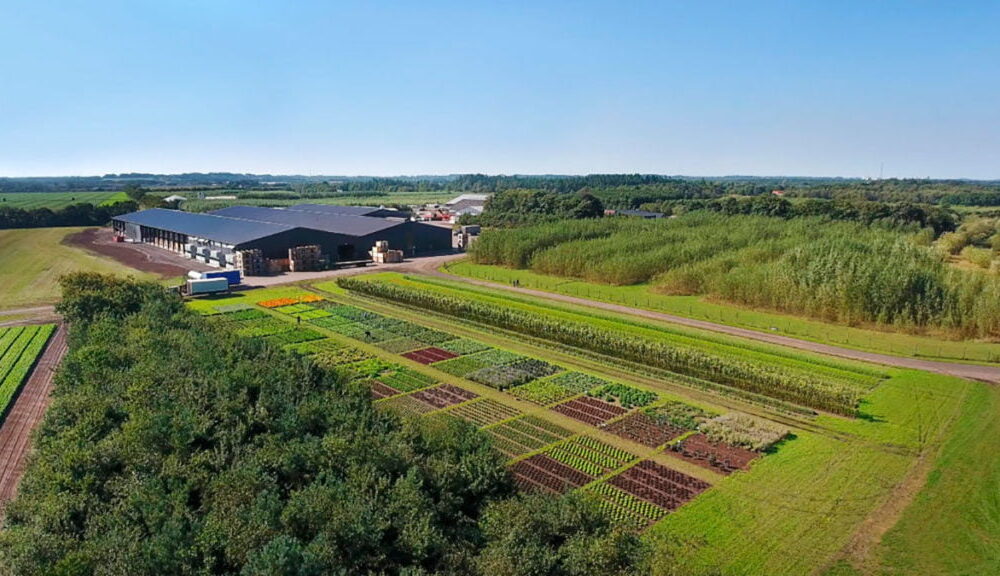 Fest og farver og smagsbombardementer