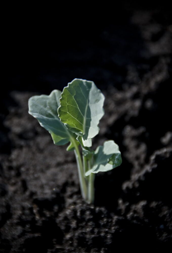 Organic and GLOBALG.A.P