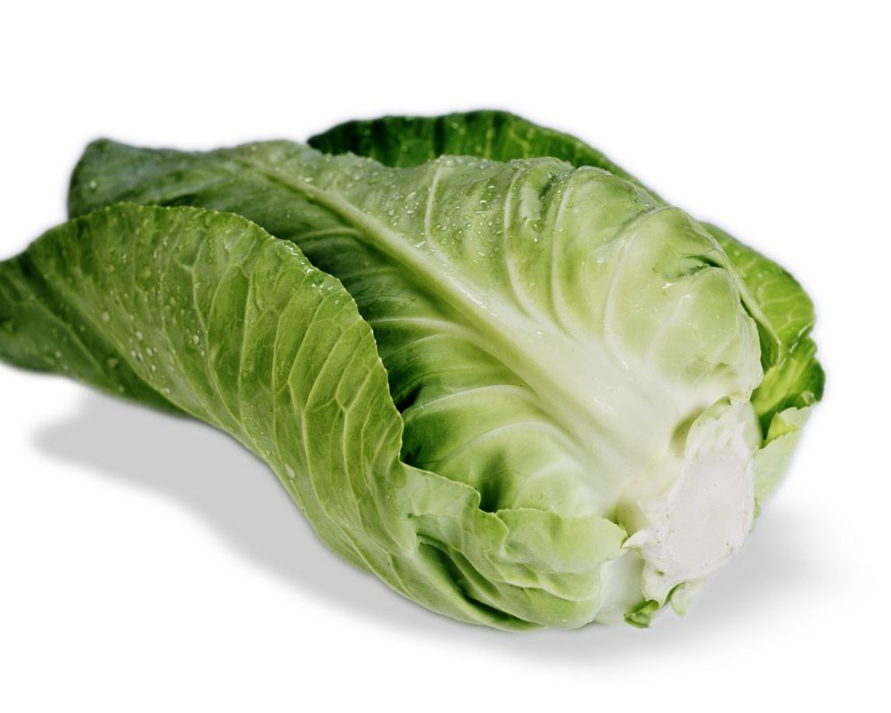 Pointed cabbage, green