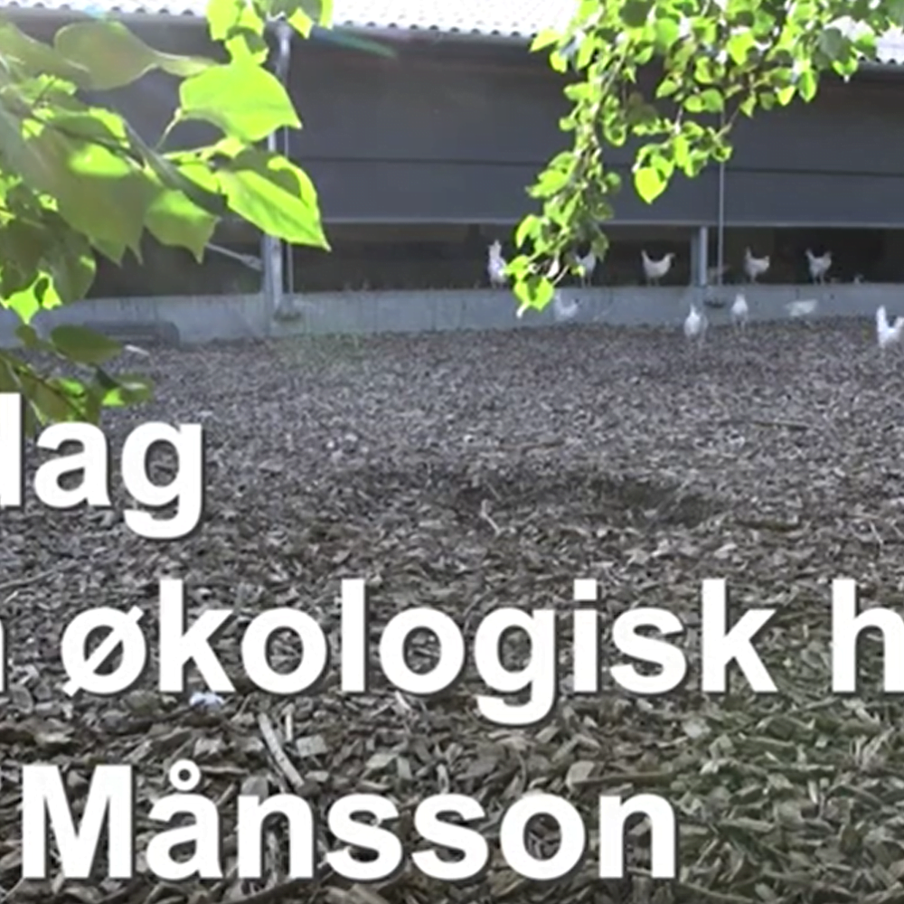Skærmbillede 2021 høns - Axel Månsson A/S