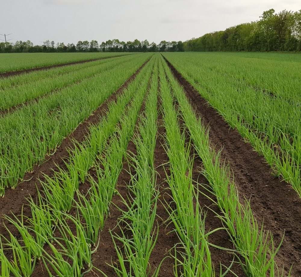 Production Manager | Vegetables